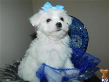 maltese puppy posted by Elegant Babies